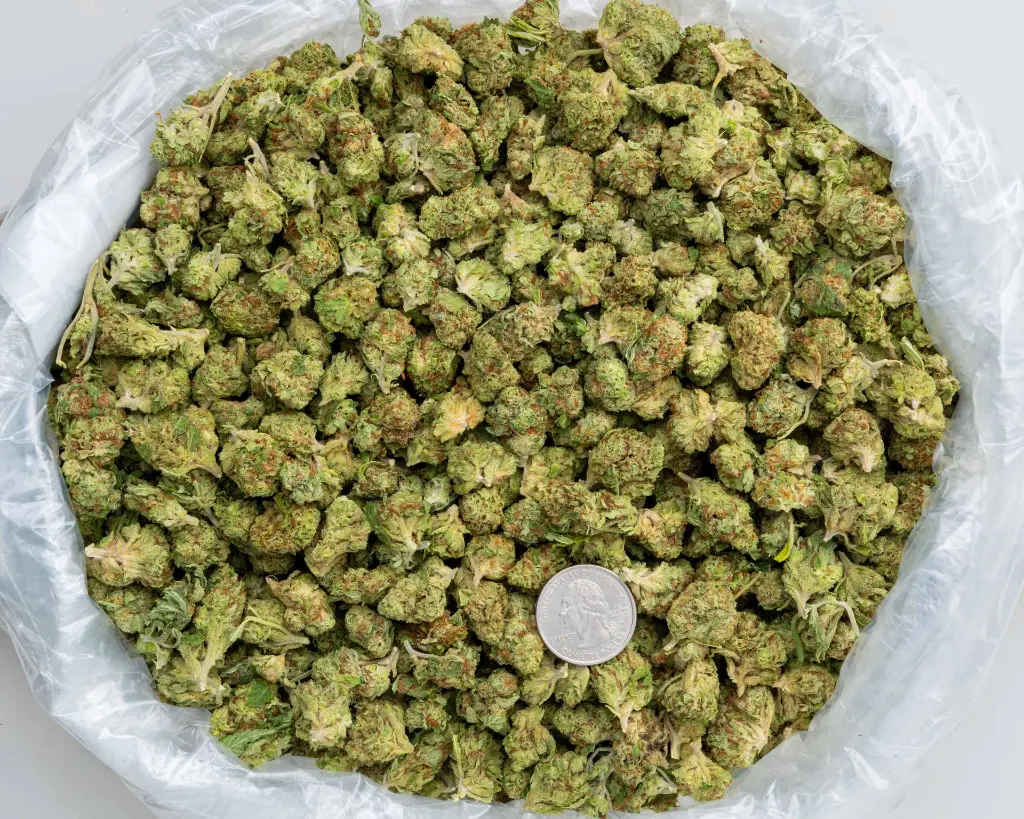 Bubblegum Horchata Smalls -BAG- 102725.webp