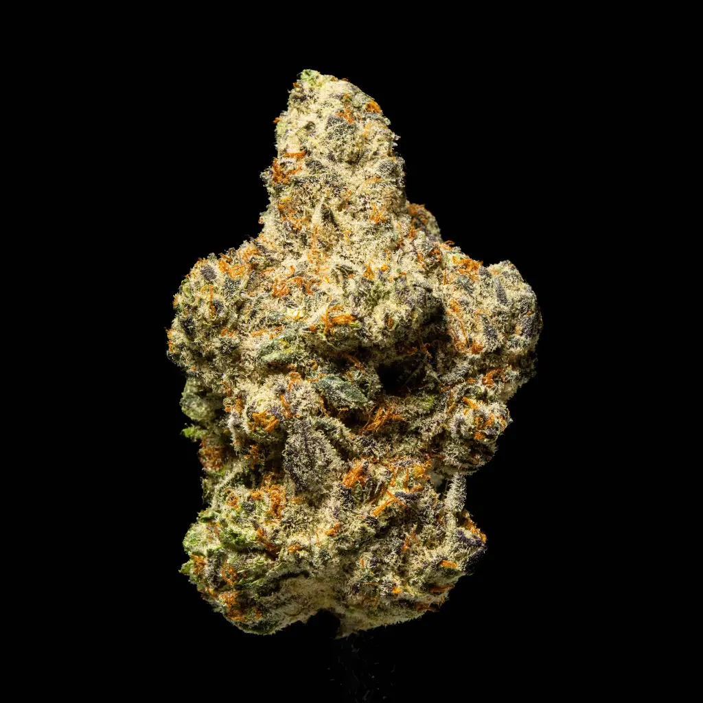 White Truffle Indoor -FLOAT- 110725.webp