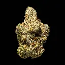 White Truffle Indoor -FLOAT- 110725.webp