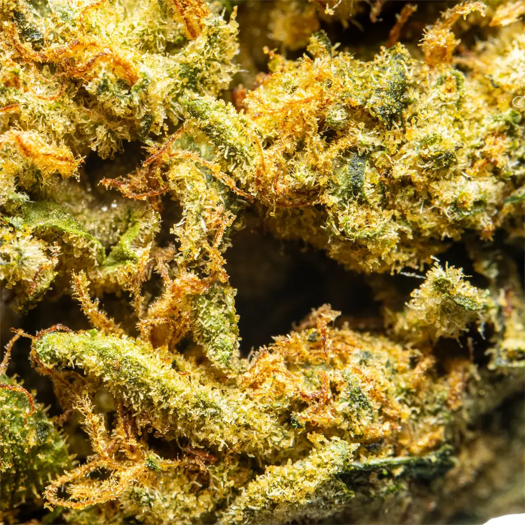 Palms_-_THCA_Flower_-_Wonderbread_-_Macro_6.webp