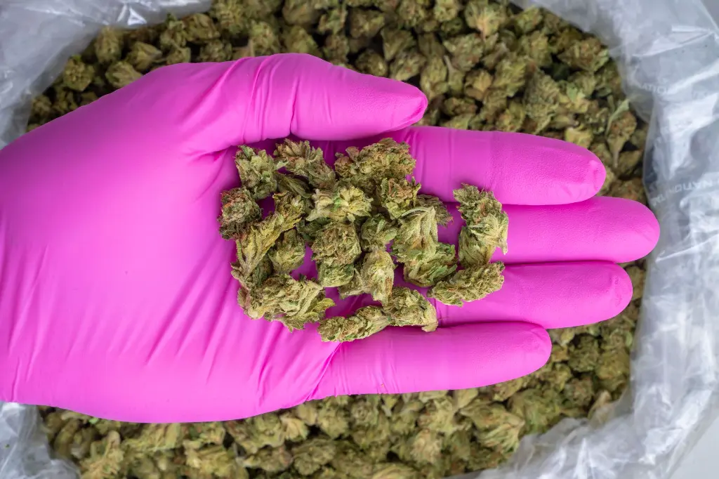 Bubba & Snow Smalls -PINK- 060325 20250530CPBAS.webp