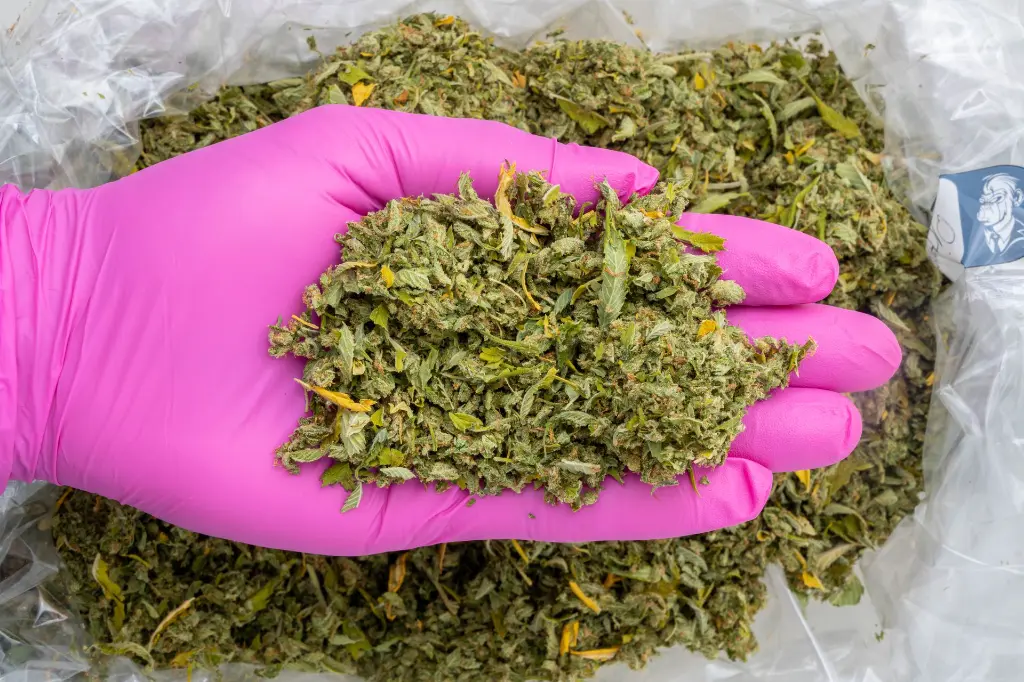 Orange Sicko A-Trim -PINK- 072925.webp