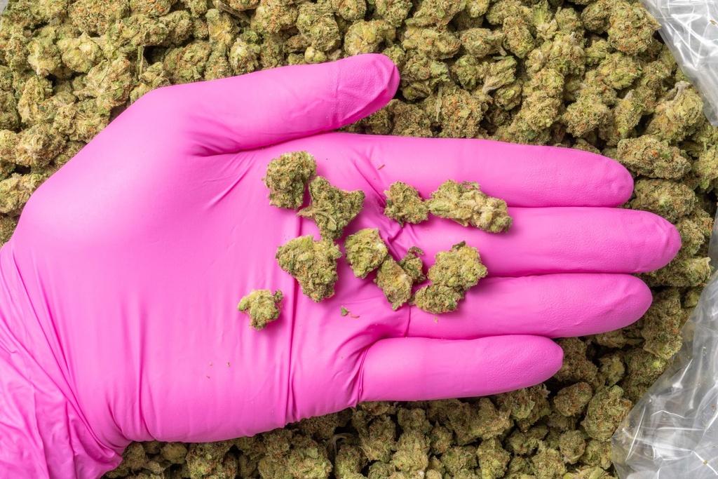 Jack Herer Smalls 3-23-26 PINK.jpg