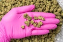 Jack Herer Smalls 3-23-26 PINK.jpg