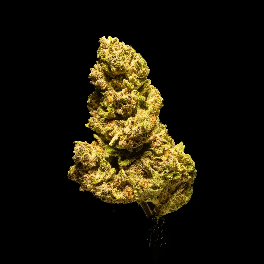 Bubba & Snow -BLACK- 011226.webp