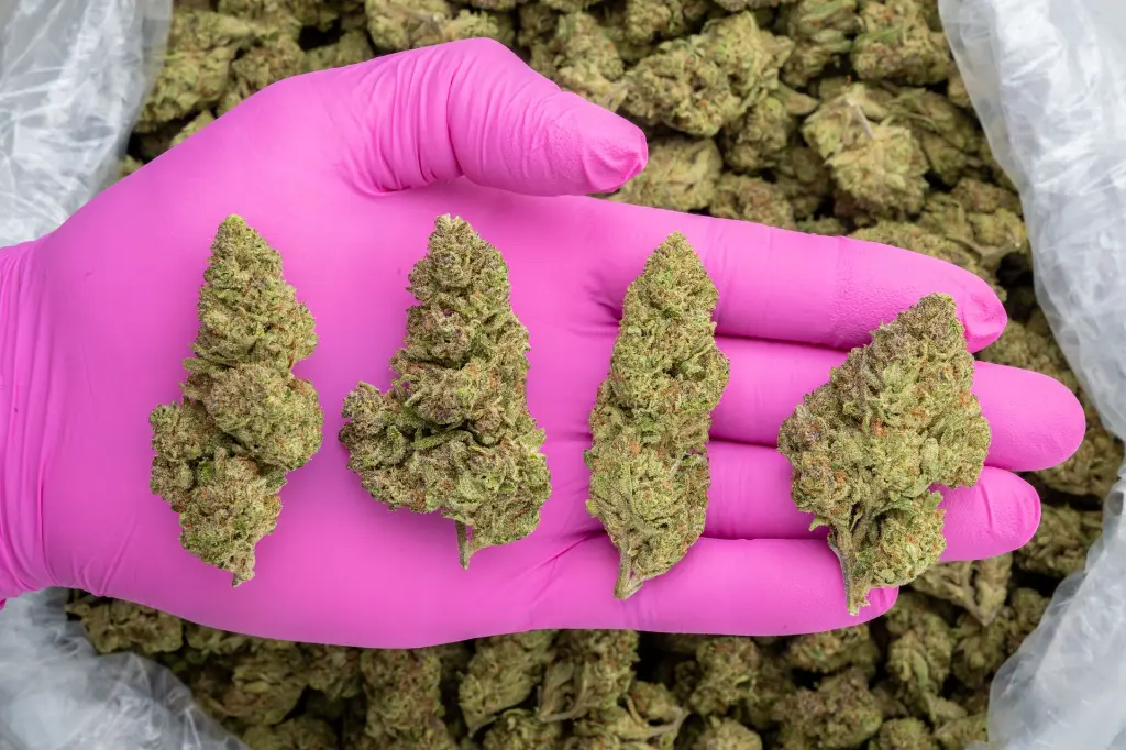 Bubba & Snow -PINK- 011226 (1).webp