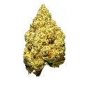 Top Jar - THCA Flower - 2oz - Cheetah Piss - Single #1.webp