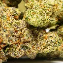 Top Jar - THCA Flower - 2oz - Cheetah Piss - Small Group #4.webp