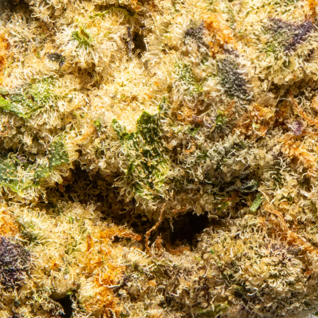 Top Jar - THCA Flower - 2oz - Gas Monkey - Macro #2.webp