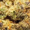 Top Jar - THCA Flower - 2oz - Gas Monkey - Macro #2.webp