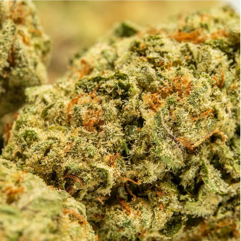 Top Jar - THCA Flower - 3.5g - Blueberry Skittles- Small Group #5.webp