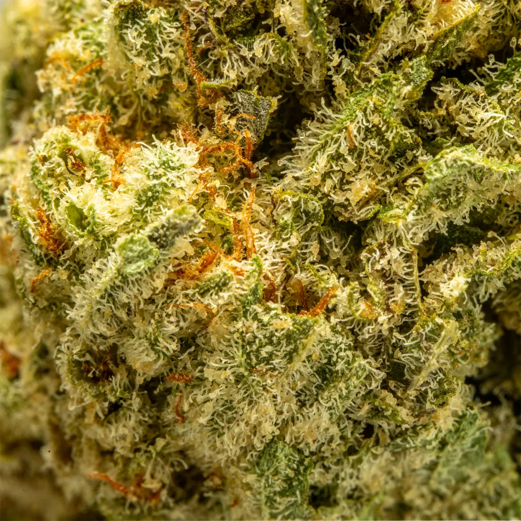 Top Jar - THCA Flower - 3.5g - Blueberry Skittles - Macro #2.webp