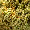 Top Jar - THCA Flower - 3.5g - Blueberry Skittles - Macro #2.webp