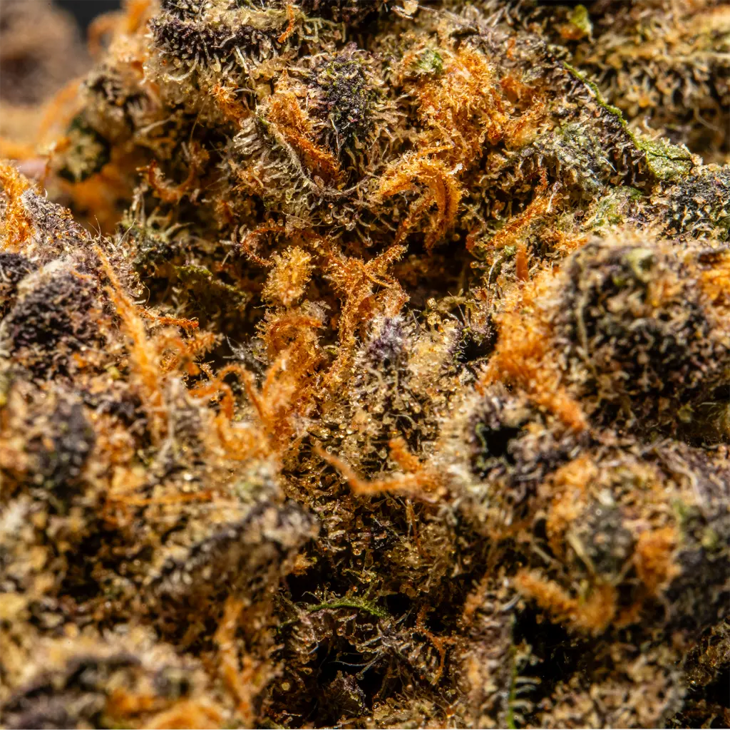 TopJar - THCA Flower -  Purple Cream - Macro #2 (2).webp