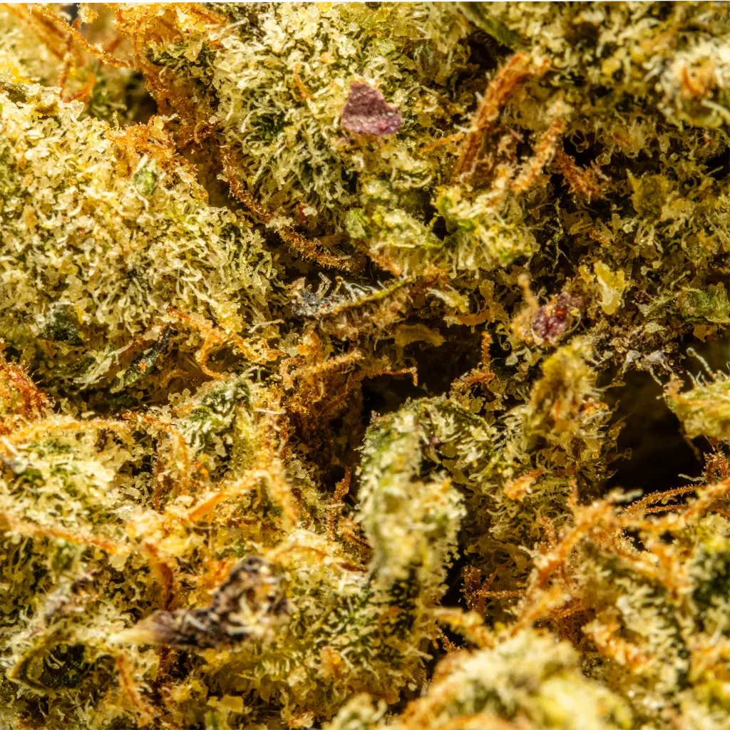 TopJar - THCA Flower -  Lime Skunk - Macro #2.webp