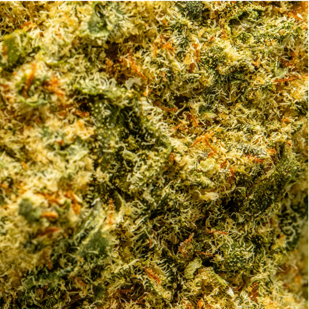 TopJar - THCA Flower -  Blue Slushie - Macro #2.webp