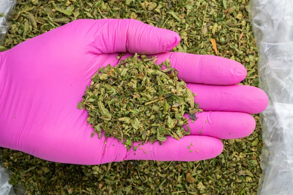 Gelato -PINK- 102925.webp