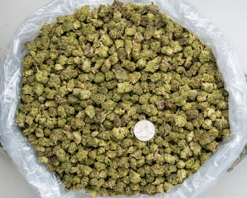 Blue Cherry Gelato Smalls -BAG- 012126.webp