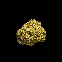 Blue Cherry Gelato Smalls -BLACK- 012126.webp