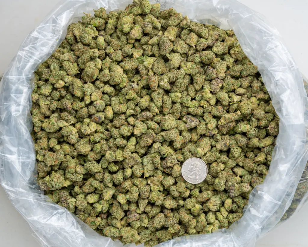 Gelato Float Smalls -BAG- 012126.webp