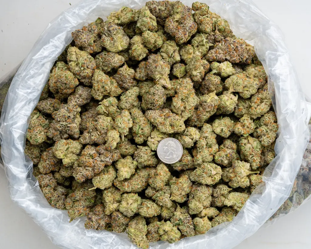 Apple Sherbet -BAG- 012126.webp
