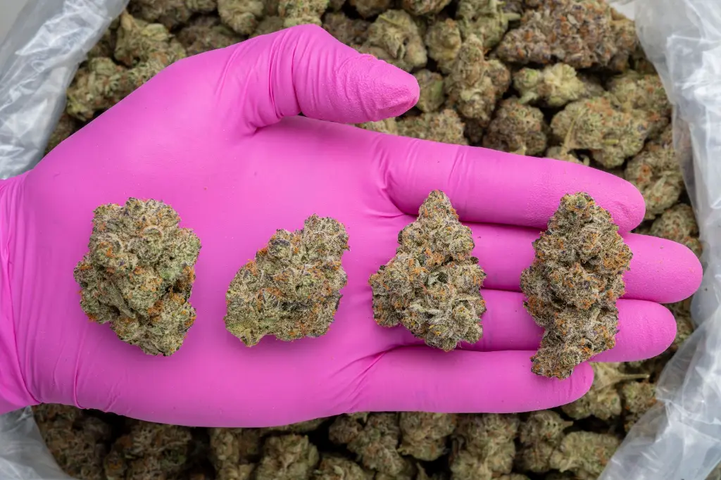 Apple Sherbet -PINK- 012126.webp