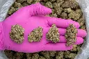 Apple Sherbet -PINK- 012126.webp