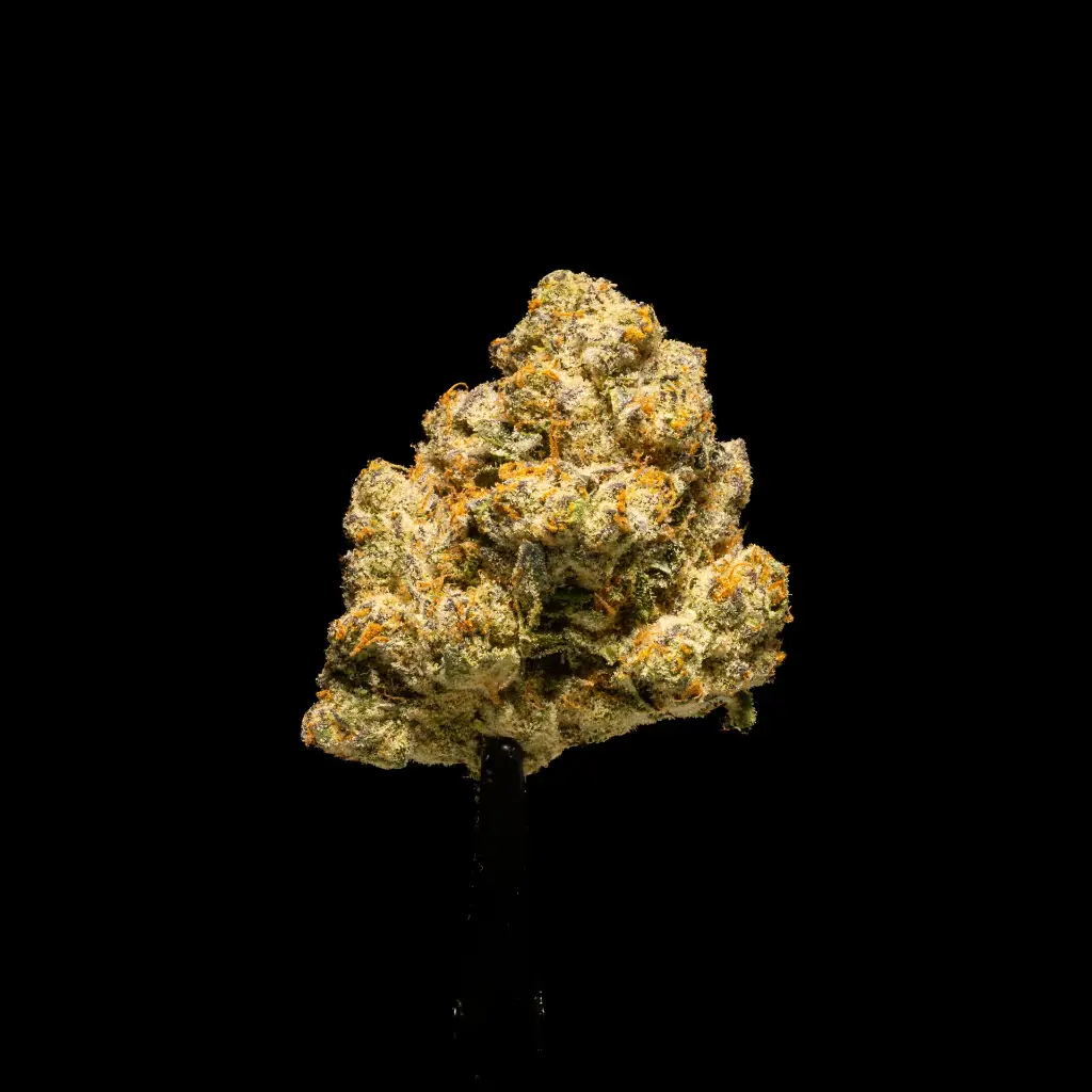 Apple Sherbet -BLACK- 012126.webp