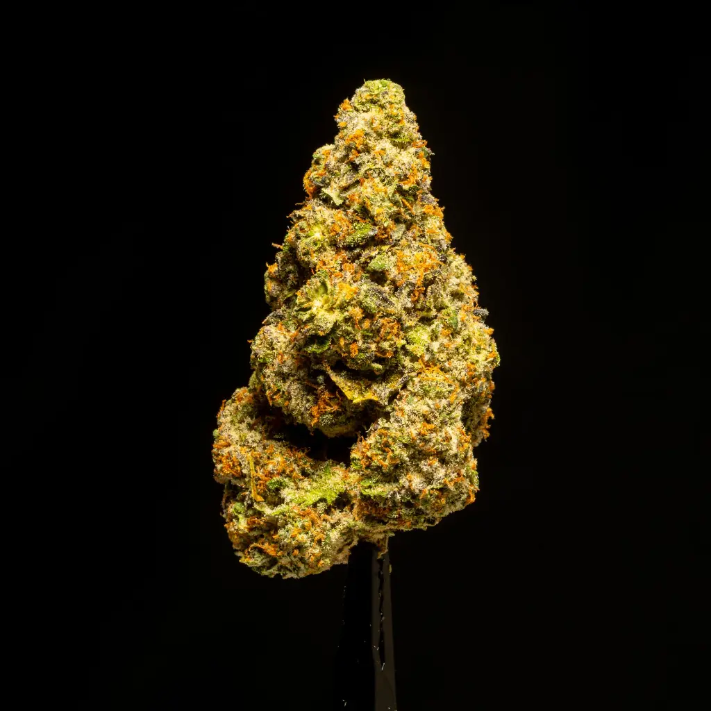 White Lemon -BLACK- 012126.webp