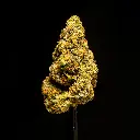 White Lemon -BLACK- 012126.webp