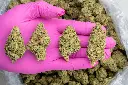 Gooshmint -PINK- 012126.webp