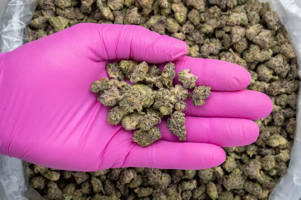 White Truffle Smalls -PINK- 012126.webp