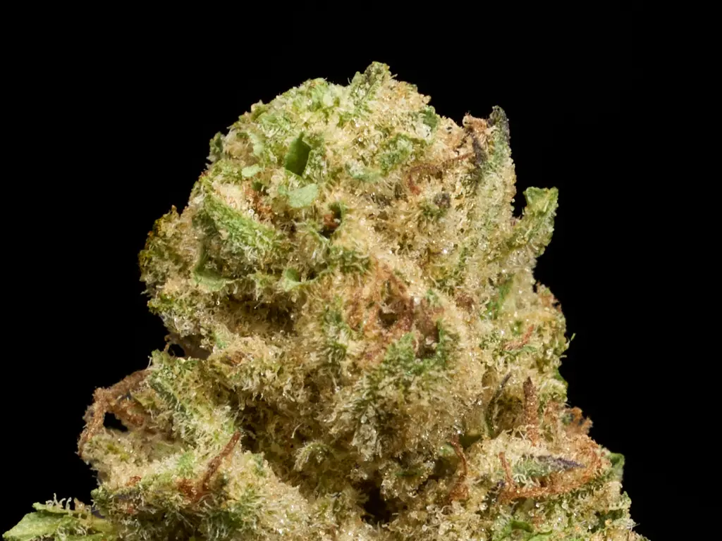 Pink Tuna Smalls - SINGLE 1.webp