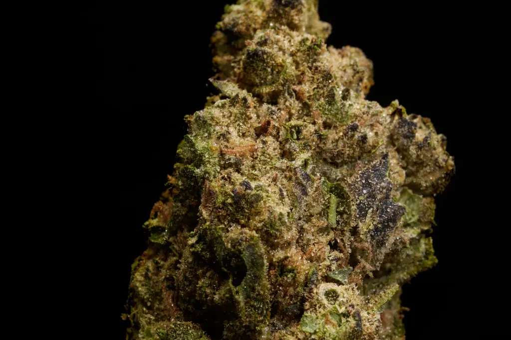 Snow Lotus - MACRO.webp