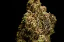 Snow Lotus - MACRO.webp