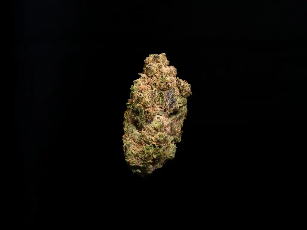 Snow Lotus - SINGLE.webp