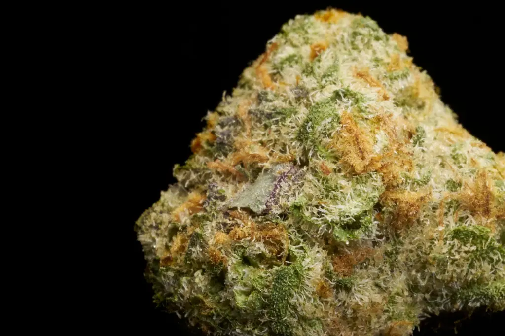 Cheetah Piss Smalls - MACRO.webp