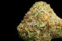 Cheetah Piss Smalls - MACRO.webp