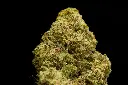 Hell_s Angel OG - MACRO (1).webp