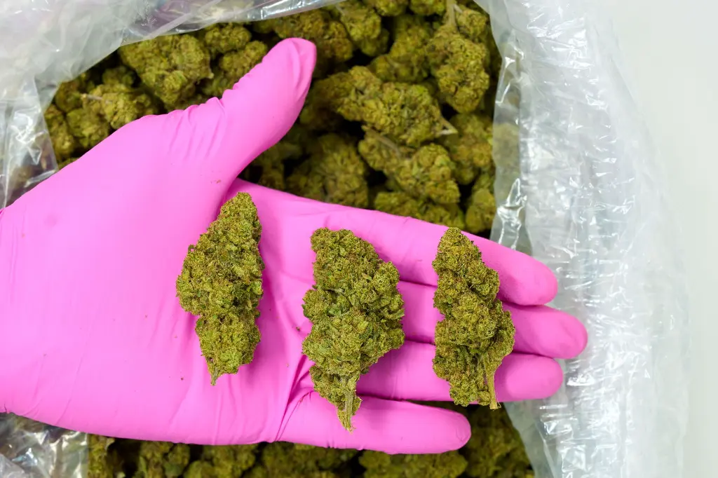 Hell_s Angel OG - PINK.webp