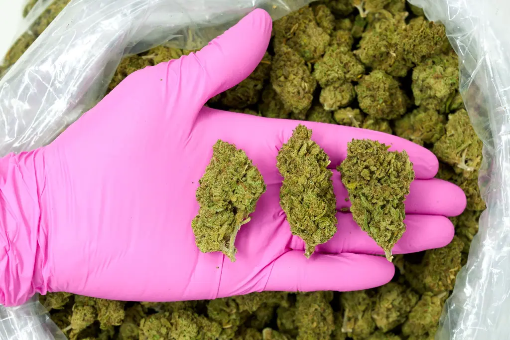 Blue Dream - PINK (1).webp
