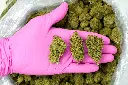 Blue Dream - PINK (1).webp