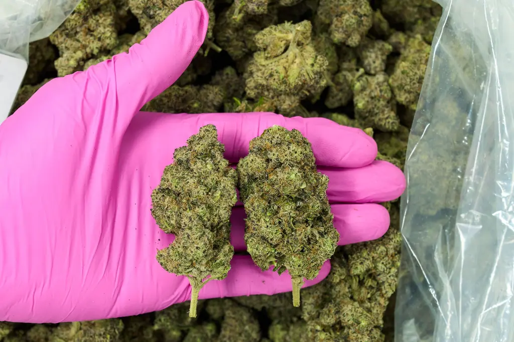 Gorilla Butter - PINK-3.webp