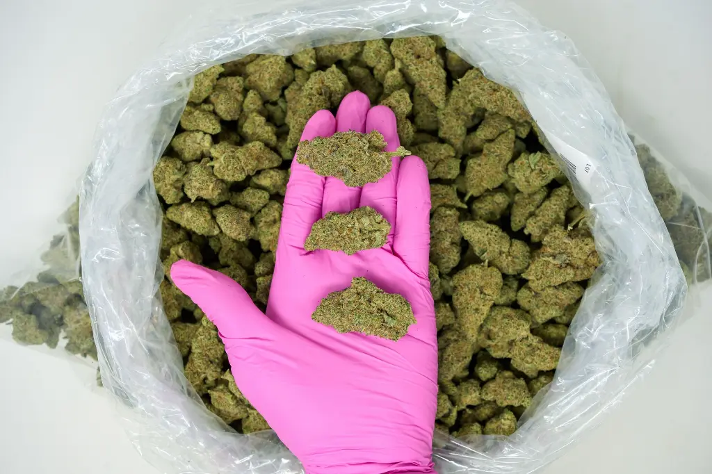 Agent Orange - PINK (2).webp