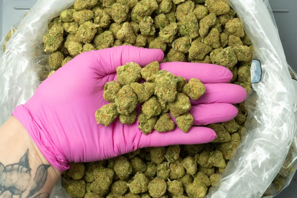 WhiteLemonMediums_3-17-26 PINK.webp