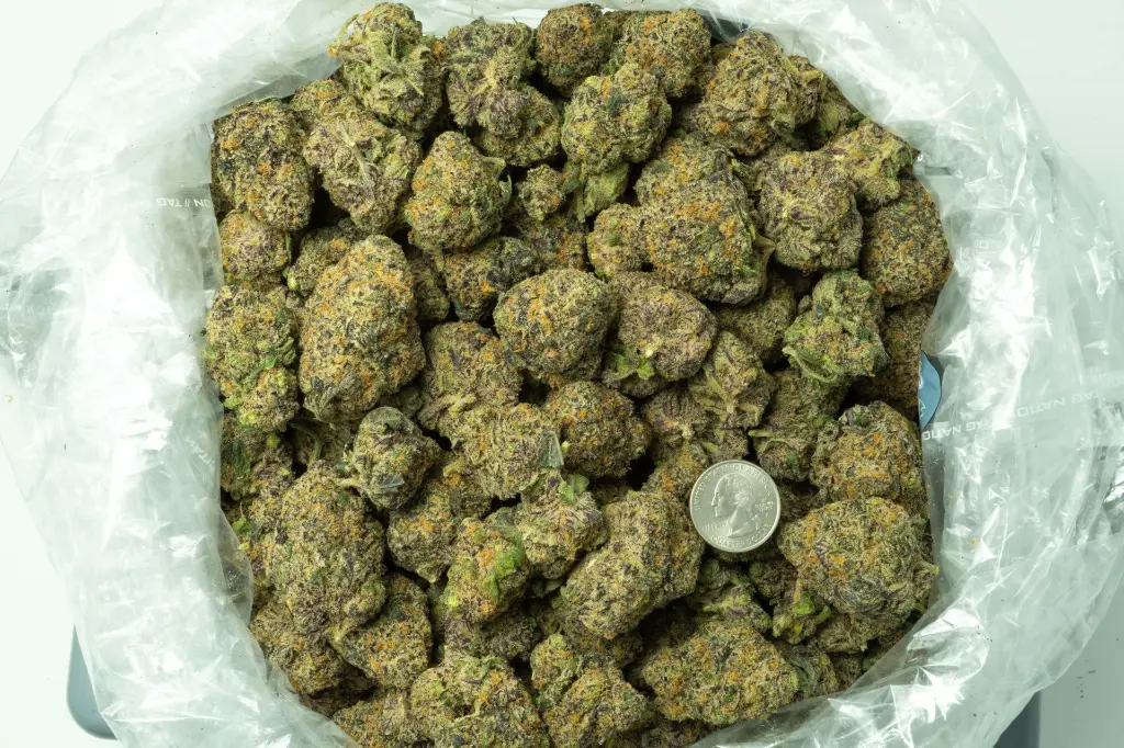 Violet Meadows Indoor 3-26 BAG.webp