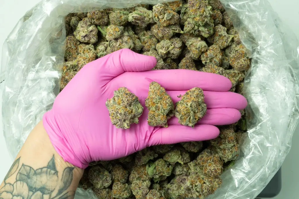 White Rhino_3-26 PINK.webp
