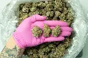 White Rhino_3-26 PINK.webp