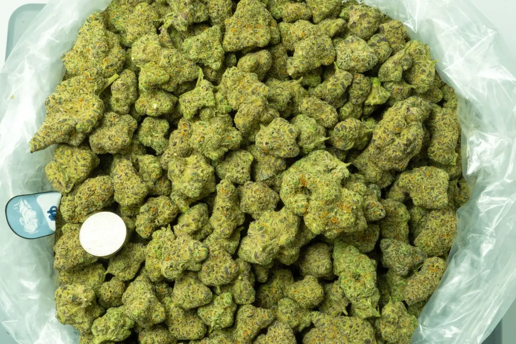 Gumbo_3-26-26 BAG.webp