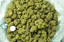 Gumbo_3-26-26 BAG.webp